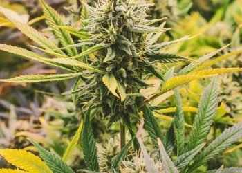 High Times in the Kitchen: Elevate Your Dishes with Cannabis Infused Recipes