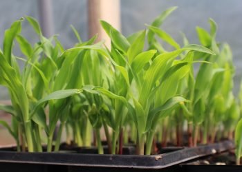 Bountiful Buds: Maximizing Yields with Hydroponic Cannabis Growth