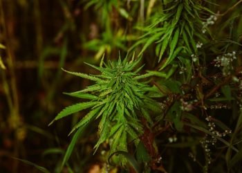 Unlocking Relief: The Power of a Medical Marijuana Card