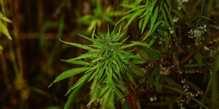 Unlocking Relief: The Power of a Medical Marijuana Card