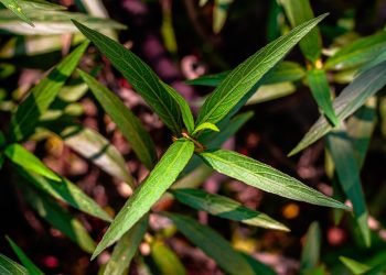 Mastering the Art of Cannabis Cultivation: Best Practices for Growing Premium Quality Buds
