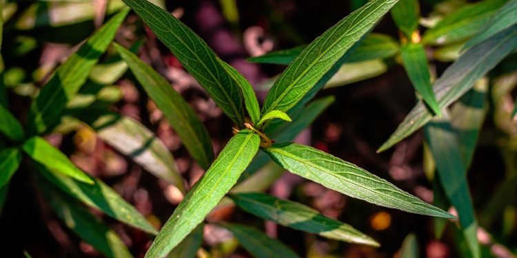 Mastering the Art of Cannabis Cultivation: Best Practices for Growing Premium Quality Buds
