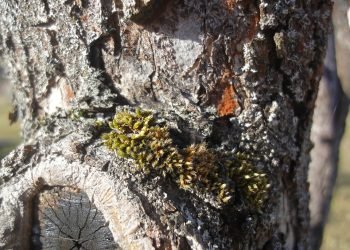 Unlocking the Healing Powers: Exploring High-CBD Cannabis Strains