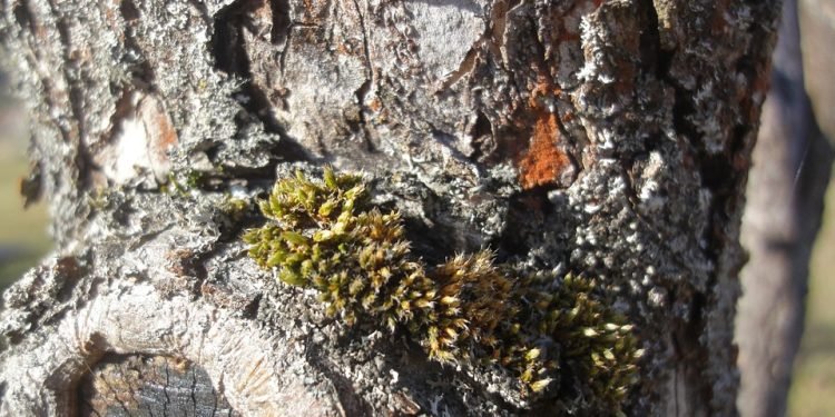 Unlocking the Healing Powers: Exploring High-CBD Cannabis Strains