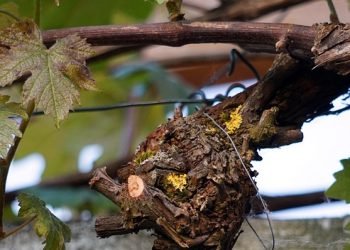 Mastering the Art of Cannabis Soil Conditioning: A Guide to Healthy Plant Growth