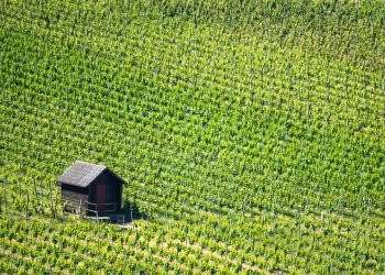 Sun-Kissed Bliss: Unleashing the Power of Outdoor Cannabis Cultivation