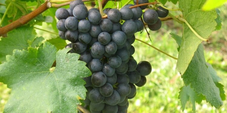 Unlocking Your Strain Potential: A Comprehensive Guide to Cannabis Seed Selection