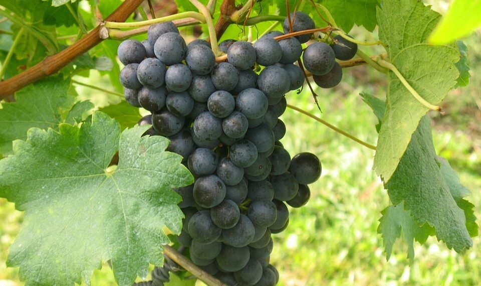 Unlocking Your Strain Potential: A Comprehensive Guide to Cannabis Seed Selection