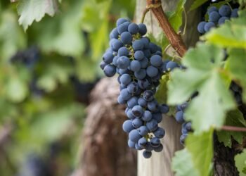 Battling Bugs: The Ultimate Guide to Cannabis Pest Control Strategies