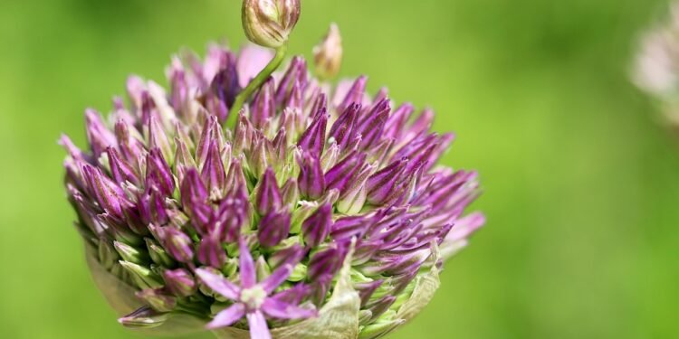 Mastering the Art of Cannabis Cultivation: Advanced Growing Techniques for Bountiful Harvests