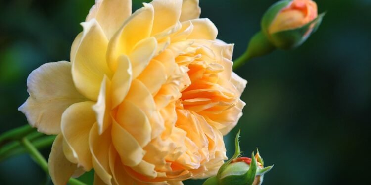 Mastering the Art of Cannabis Pruning: Top Tips for Bountiful Harvests