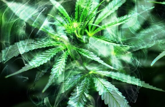 The Healing Power of THC Oil: A Revolutionary Approach to Natural Wellness