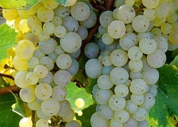 Unlocking the Secrets of Cannabis Growth: Mastering the Plant’s Life Cycle for Maximum Harvests