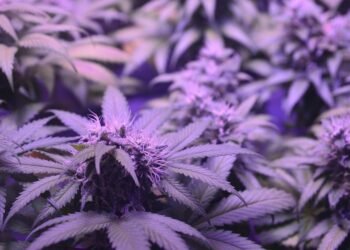 Palate Pleasers: Exploring the Delicious Diversity of Cannabis Strain Flavors