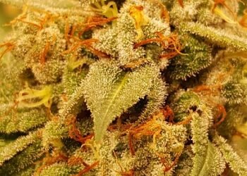 The Golden Harvest: Unveiling the Champion Cannabis Strains of the Year