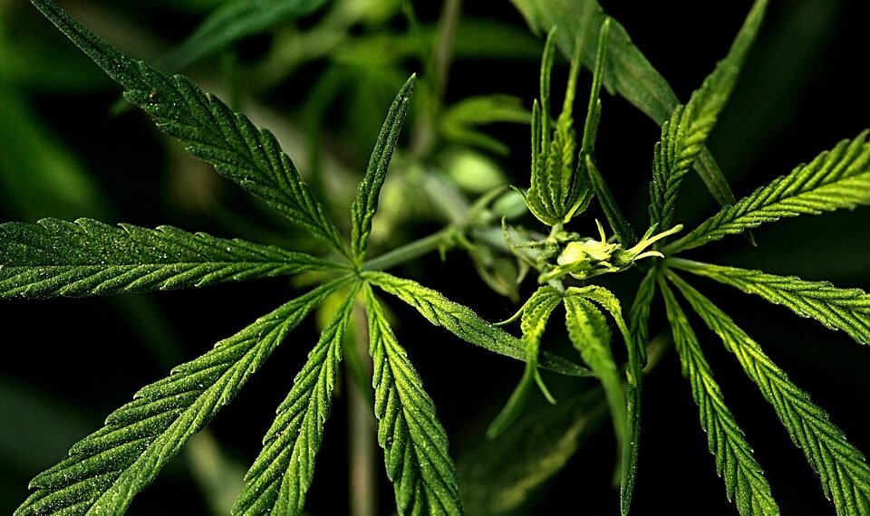 Finding Calm: How Medical Marijuana Can Ease Anxiety and Improve Mental Health