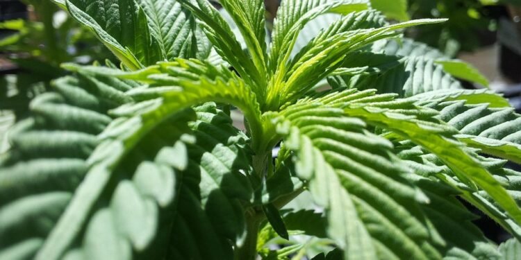 The Healing Power of Cannabis: Unveiling the Life-Changing Benefits of Different Strains