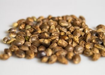 Unlock Your Perfect High: Expert Cannabis Strain Recommendations for Every Mood