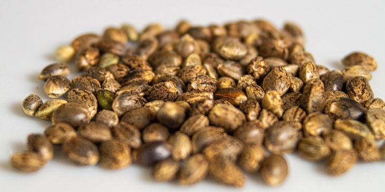 Unlock Your Perfect High: Expert Cannabis Strain Recommendations for Every Mood