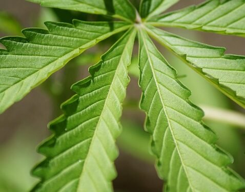 The Untapped Power: Exploring the Depths of Cannabis Strain Potency