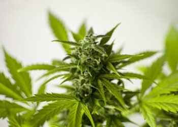 The Ultimate Guide to High-Yield Cannabis Cultivation: Essential Equipment for Success