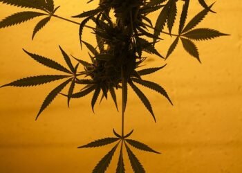 The Healing Power of Medical Marijuana: A Game-changer for Epilepsy Management