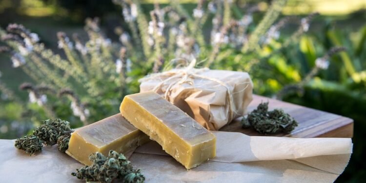 The Untold Story: Tracing the Roots and Evolution of Your Favorite Cannabis Strains