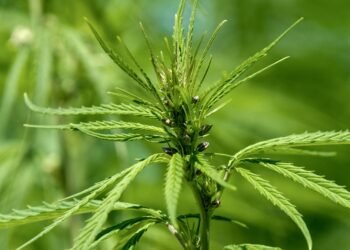 Grow Your Own Green Thumb: The Ultimate Cannabis Planting Guide