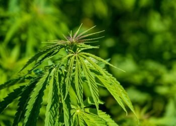 High Society: Exploring the Growing Influence of Cannabis Culture