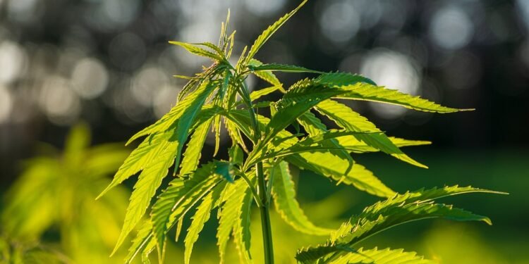 Chronic Roots: Exploring the Rich History of Marijuana Culture