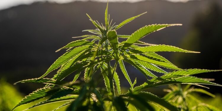 The Green Revolution: Navigating the Ever-Evolving Hemp Farming Laws