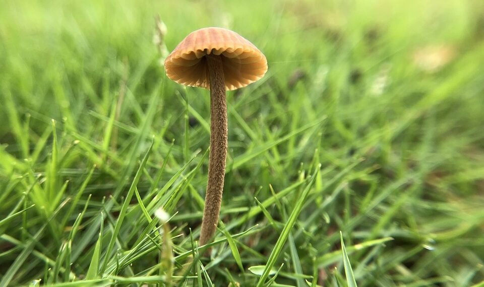 Bud Chronicles: Uncovering the Best Cannabis Strains for Every Mood