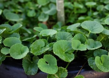 Unlocking the Healing Power: Embracing Cannabis for a Healthier Lifestyle