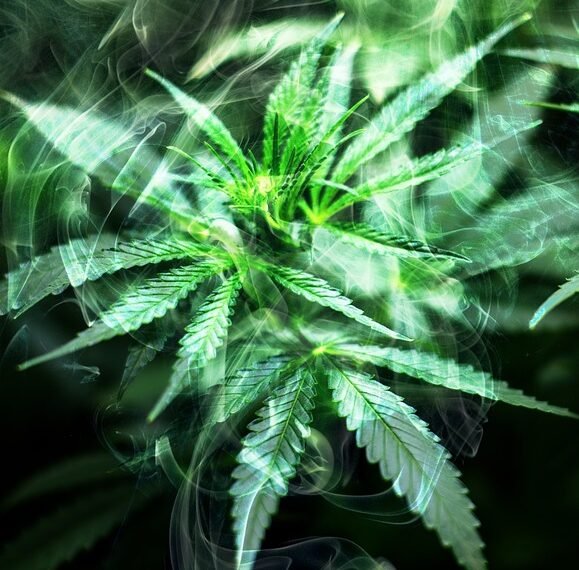 The Healing Herb: Exploring the Benefits of Medical Cannabis