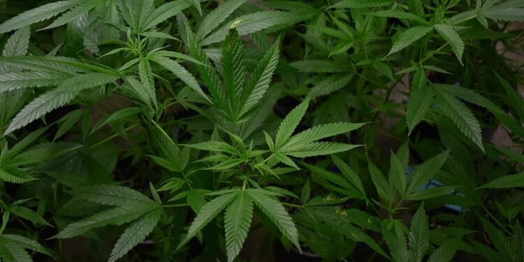 Finding the Perfect Balance: Unraveling the Mysteries of THC and CBD Ratios