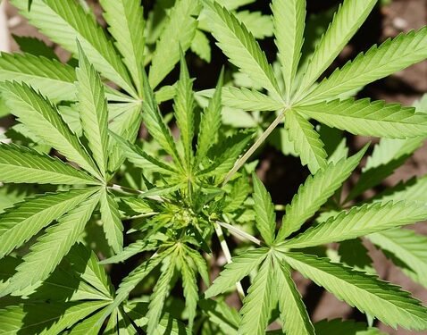 Mastering the Art of Cannabis Cultivation: Advanced Growing Techniques for Bountiful Yields