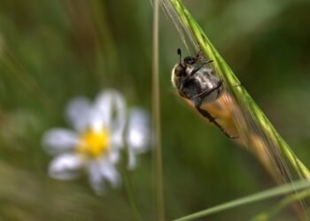 Bud Battle Royale: A Comparison of Top Cannabis Strains