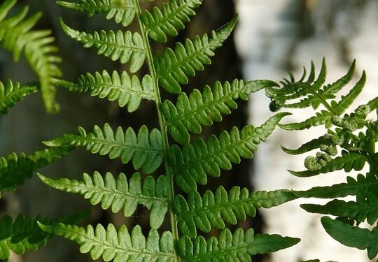 The Healing Power of Cannabis: Unleashing the Benefits of Different Strains