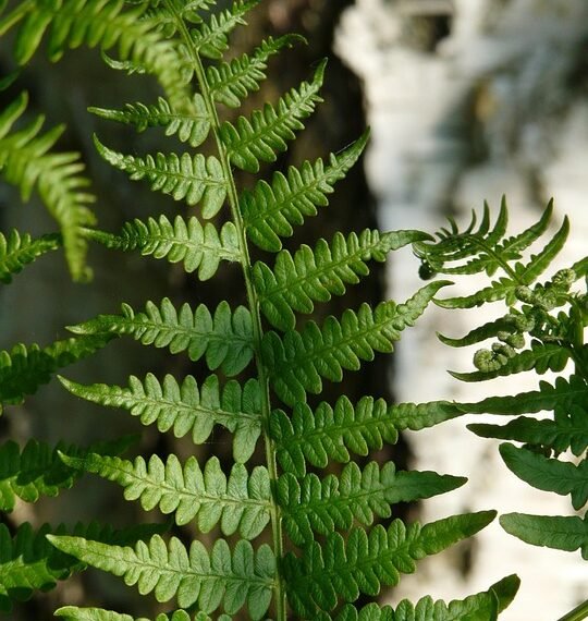 The Healing Power of Cannabis: Unleashing the Benefits of Different Strains