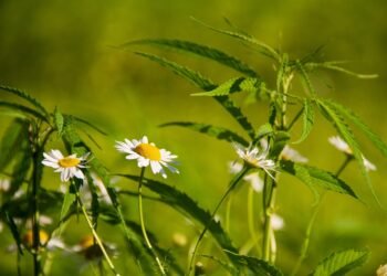 Unveiling the Secrets to Optimal Cannabis Growth: Mastering the Perfect Growing Conditions