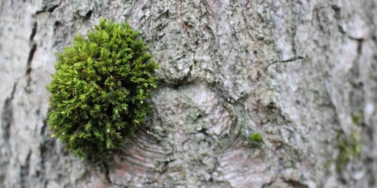 Unveiling the Mystique: Exploring the World of Exotic Cannabis Strains