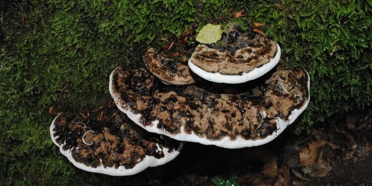 The Healing Power of High-CBD Cannabis: Unlocking the Potential of Nature&rsquo;s Medicine