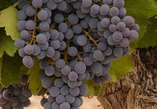 The Ultimate Guide to Cannabis Strains: Explore the Best Varieties for Every Mood and Moment