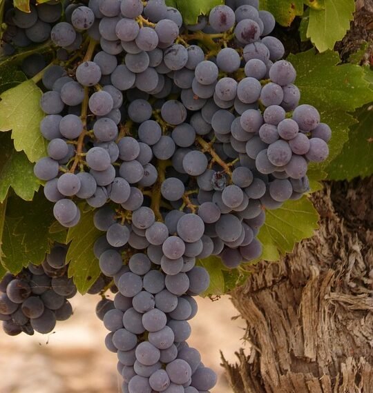 The Ultimate Guide to Cannabis Strains: Explore the Best Varieties for Every Mood and Moment