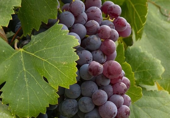 Unwind and Unplug: The Power of Indica Cannabis Strains