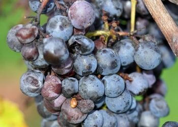 Unlocking the Secrets of Optimal Light: Cannabis&rsquo;s Essential Sunlight Needs