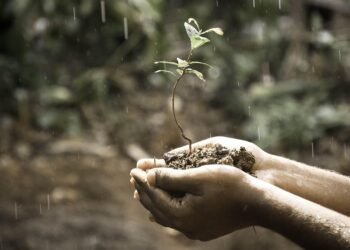 Mastering the Art of Cannabis Cultivation: Expert Tips for Growing High-Quality Plants