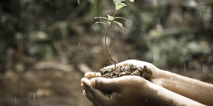 Mastering the Art of Cannabis Cultivation: Expert Tips for Growing High-Quality Plants