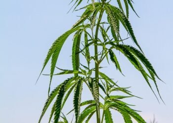 Unleashing Creativity: The Power of Sativa Cannabis Strains