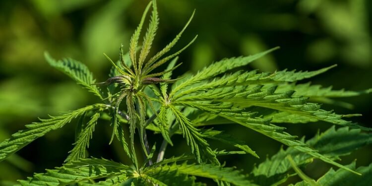 The High Life: Exploring the THC Culture